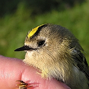 Kungsfågel, Sundre 20070914